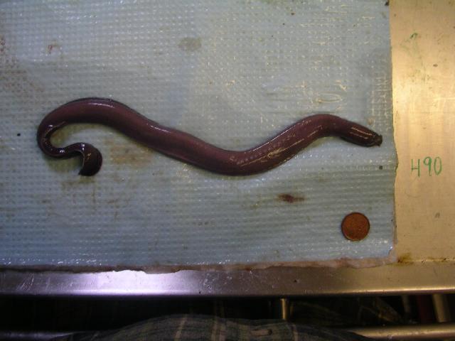 Eptatretus stoutii (Lockington, 1878)